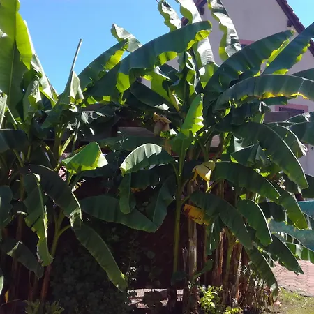 Hecker Alsace Tatil Evi