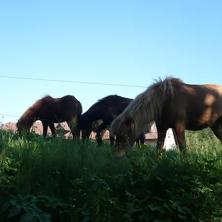 Hecker Alsace Niedersteinbach