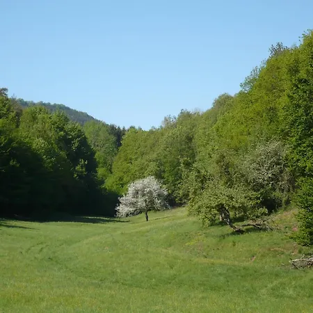 Hecker Alsace Niedersteinbach