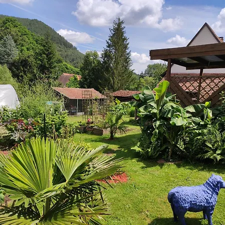 Hecker Alsace Niedersteinbach