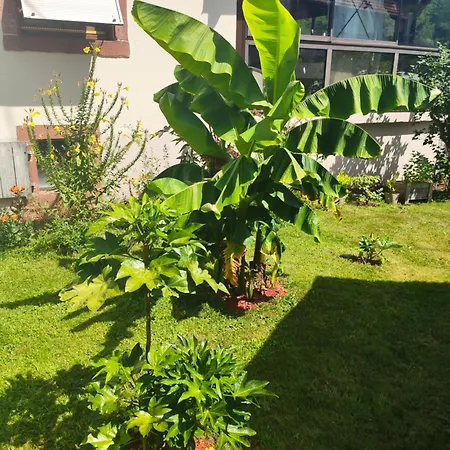 Hecker Alsace * Niedersteinbach