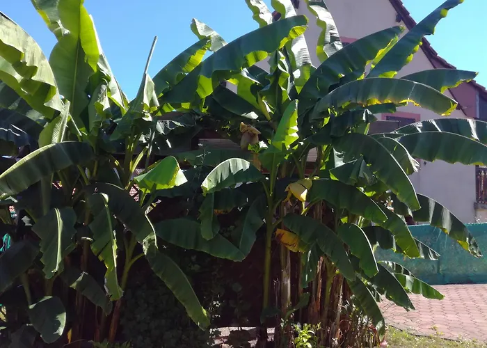 Hecker Alsace Semesterbostad