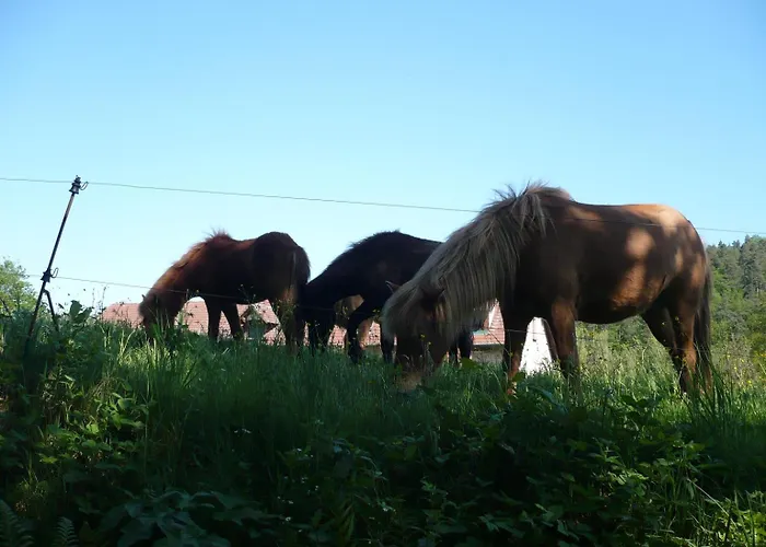 Hecker Alsace Niedersteinbach