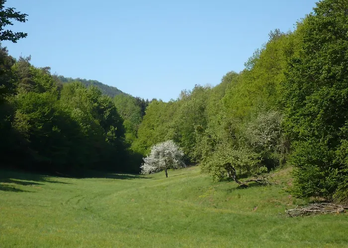 Hecker Alsace Niedersteinbach