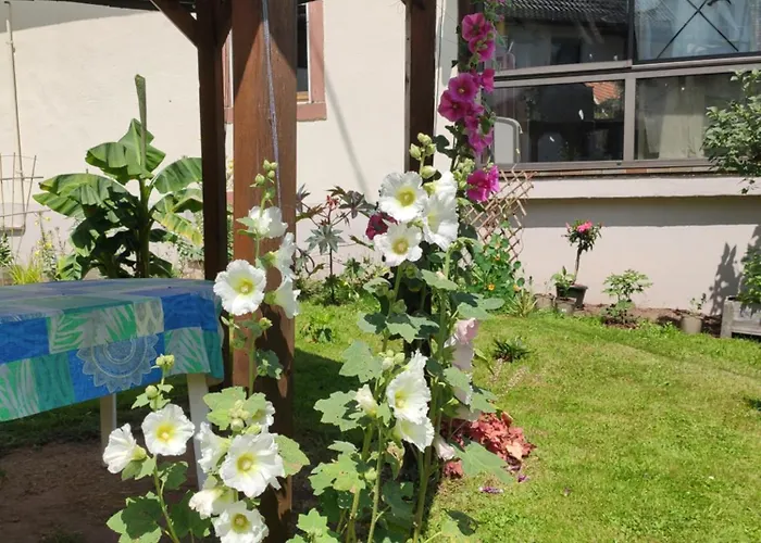 Hecker Alsace Niedersteinbach