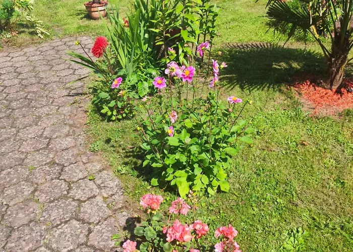 Hecker Alsace * Niedersteinbach